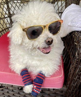 *At Animal Hospital of Baldwin Park expect top dog service! *theRockStar Bouchon** during Laser treatment, wearing eye goggles .