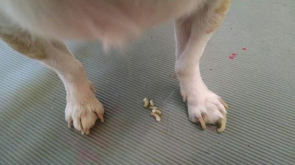 Does your dog have long nails ? I can fix that as a walk in .I clip & file $7 always done as a walk in.