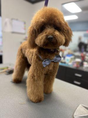 Puppy haircut