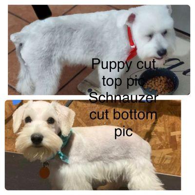 Top is pearls puppy cut  Bottom is Percy's schnauzer cut