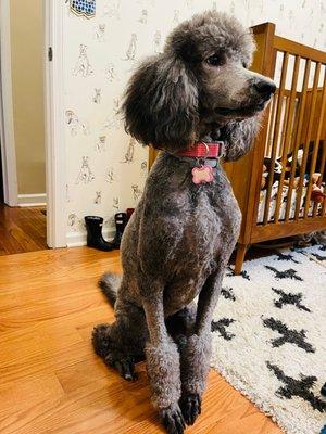 Yori's start to her poodle cut as she starts growing out her poofs :).