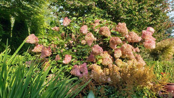 Beautiful flowers