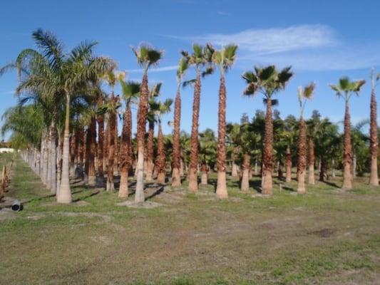 Come check out our variety of nursery and landscaping trees!
9779 W. Atlantic Ave.
Delray Beach, FL 33446