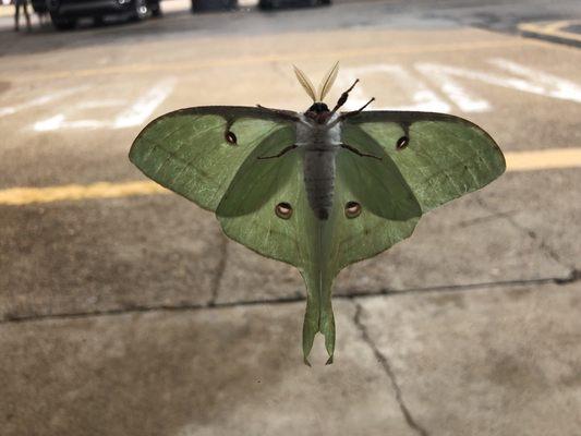 7/18/18. Wednesday morning. Driving from Hot Springs back to Shreveport. My kids noticed this unusual HUGE moth outside on the window here.