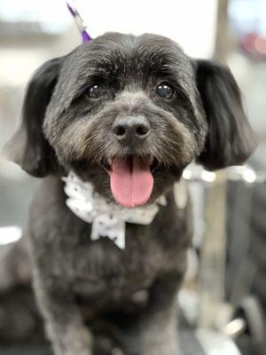 Havanese named Coal