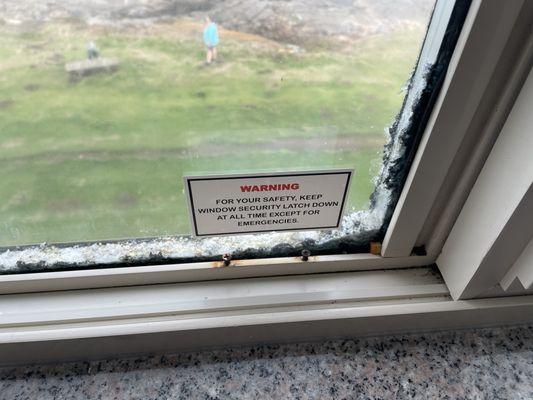 Mold inside window