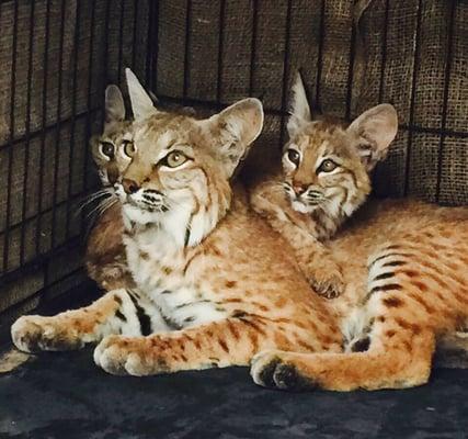 Bobcat family on their way to a new home