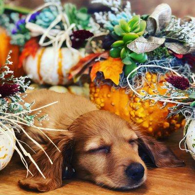 Shop dog.  Custom succulent and pumpkins.