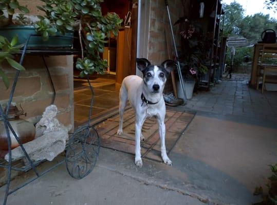 Bow Wows Pet Boarding