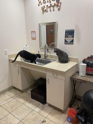 Kitties loving the sink (first time we saw the cat we ended up adopting!)