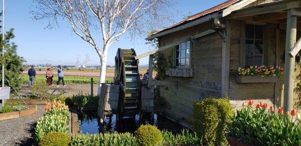 The water wheel at Tulip Town.