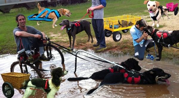 These are working dogs from the south.  I know it looks mean but these dogs love it and actually beg to work  :  )