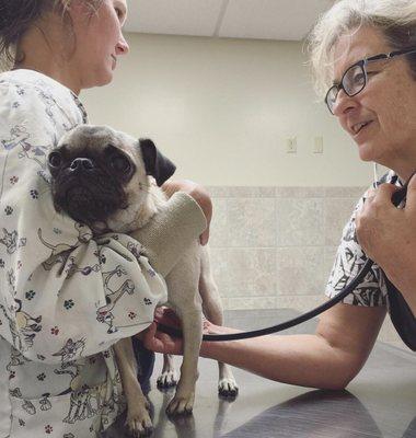 Everyone that works here is so sweet and caring, Leila loves her friends at Maui Veterinary Clinic