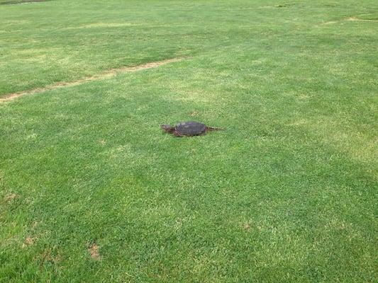 Turtle walking across the 10th hole