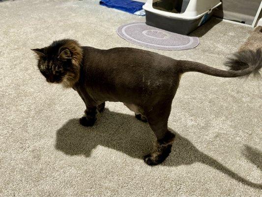 Long haired cat with lion cut done by Cats in the City.