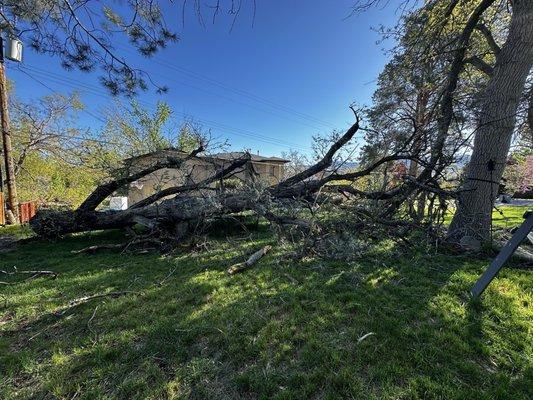 The before. Tree on trampoline and branches scattered everywhere.