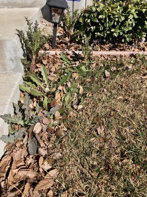 Weeds and brown leaves from last year.