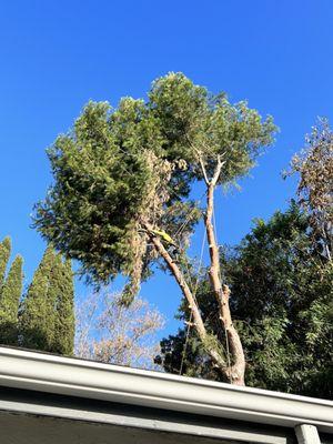 California Arborist