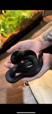 Snakes bought from Rainforest Pets