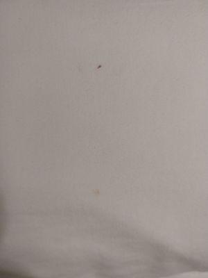 Bedbug stains