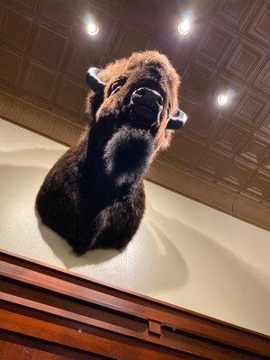 The bison head on the wall inside