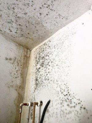 Black mold in garage from a toilet leak