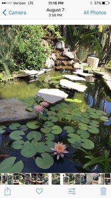 We do pond design we can choose the best types of plants that would look great in your pond.