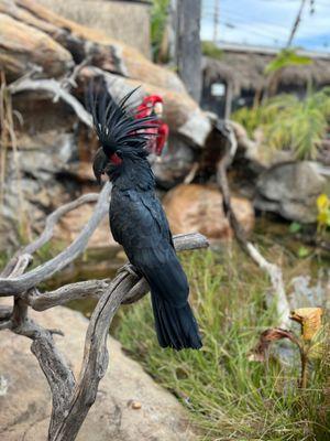 Buddha a unique Black Palm Cockatoo who was once owned by the Shah of Iran