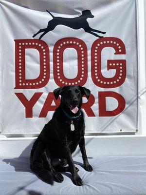 Yes, I will model for you, Dog Yard!