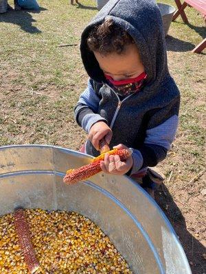 Child removed corn from cob for animal feed