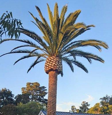 Palm Tree Trimming