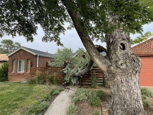 The branch when it first fell. This was removed as well as the entire large tree.