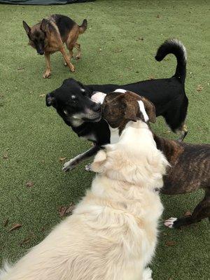 Jasper (Black and White) with his friends