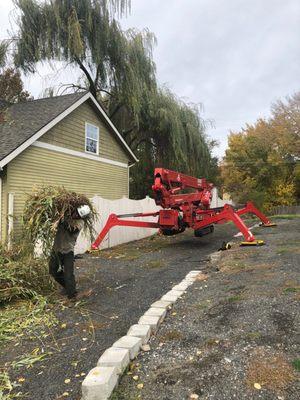 Willow tree pruning on the South Hill in Spokane,Wa.