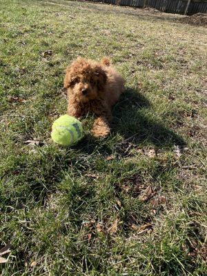 I adopted a cavapoo last year and this has been the best experience I have ever had! I highly recommend adopting a puppy here.