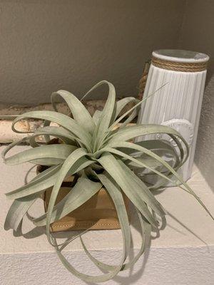 Air plant with treated paper container