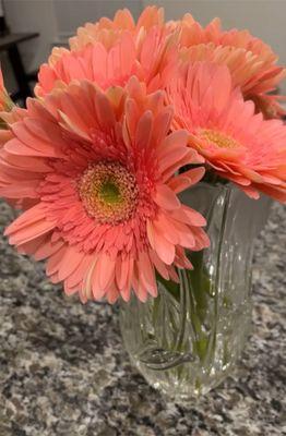 Gerber Daisies