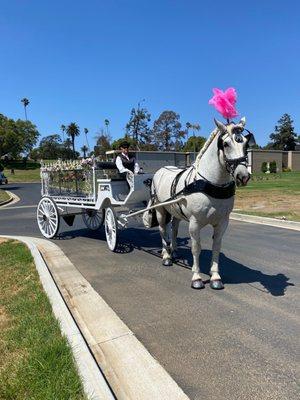 Beautiful Cementry G&F Carriages horse drawn hearse