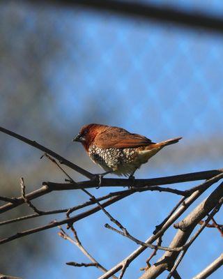 Scaly-breasted Munia