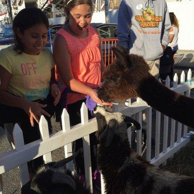 Petting Zoo at Luna Park's Halloween Harvest 2016