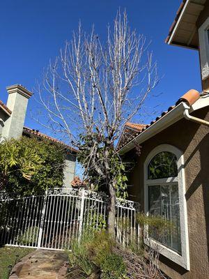 Sweetgum Tree Before