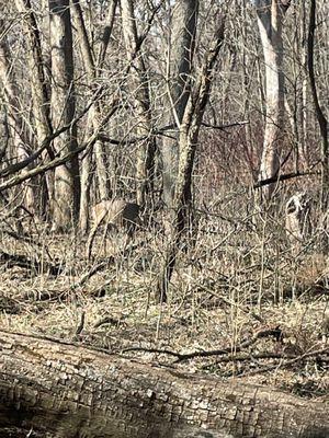 Deer found on off trail wooded area