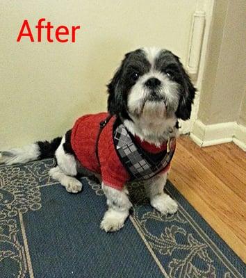 JoJo looks like a completely different dog after Larissa groomed himn.