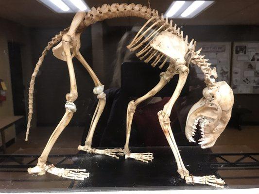 Skeleton of a cat