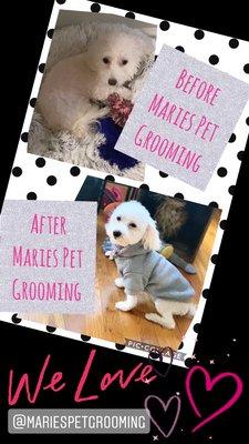 Marie's Pet Grooming