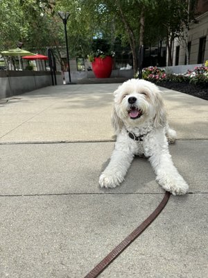 Beignet the Cavachon rests on a walk around Fort Point Place on Wormwood Street.