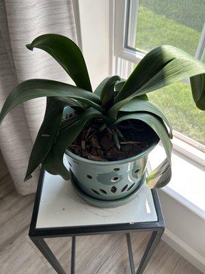 1st orchid re-potted by Erica