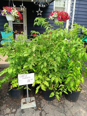 Large Tomato plants
$ 18.00
big boy , early girl , sweet 100 cherry