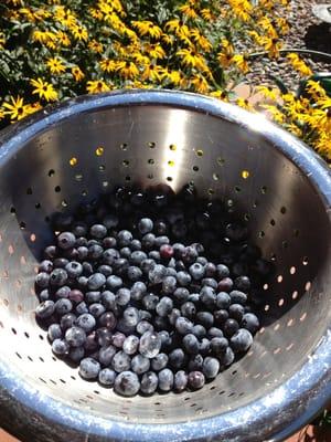 Organic blueberries from Blue Vista Farm