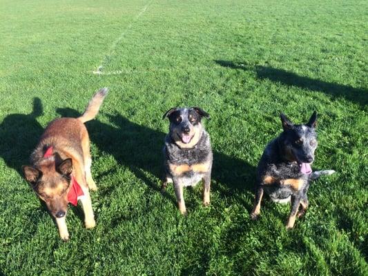 Oz and his blue heeler friends